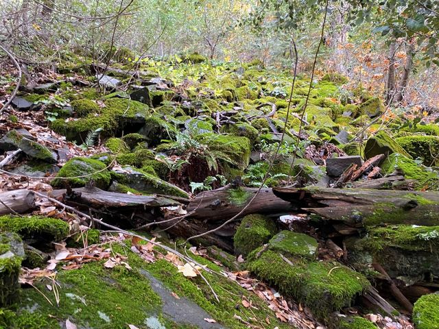 29276 Bullskin Ridge Road, Oak Run, CA 96069