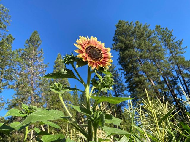 29276 Bullskin Ridge Road, Oak Run, CA 96069