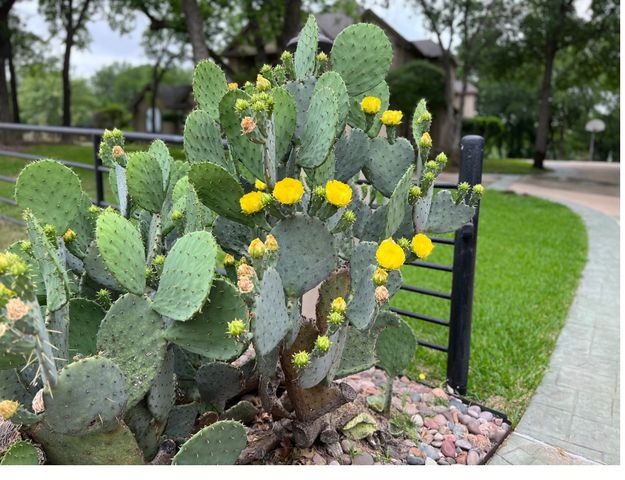 1360 Brush Creek Road, Argyle, TX 76226