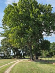 0 S Skains Chapel Road, Trinity, TX 75862