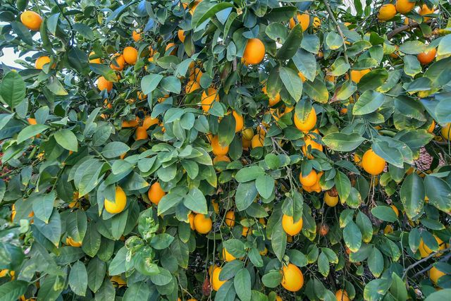 2472 Grant St., Brentwood, CA 94513