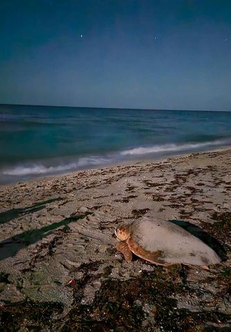 8302 LITTLE GASPARILLA ISLAND, Placida, FL 33946