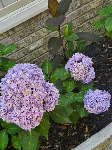 5049 Deer Trail Drive, Hephzibah, GA 30815