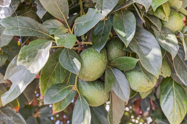 622 South Evergreen Drive Drive, Ventura, CA 93003