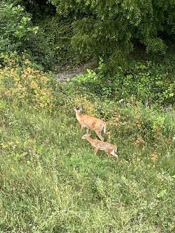 392 Campbell Hill Court, Deforest, WI 53532