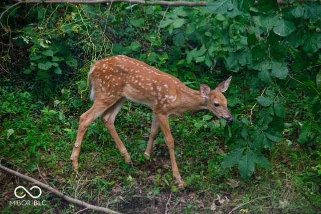 4523 E Parkwood Drive, Martinsville, IN 46151