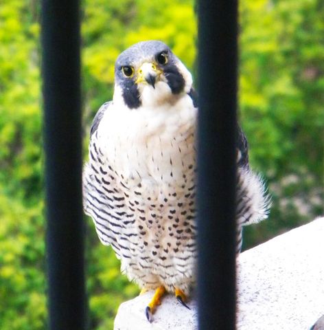 400 E Randolph Street 2307, Chicago, IL 60601