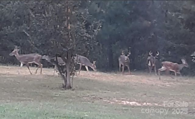 308 Frog Hollow Road, Rutherfordton, NC 28139