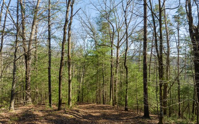 3+AC Coatopa Court, Ellijay, GA 30540