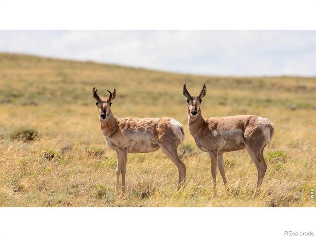 3513 N County Road 89, Red Feather Lakes, CO 80545