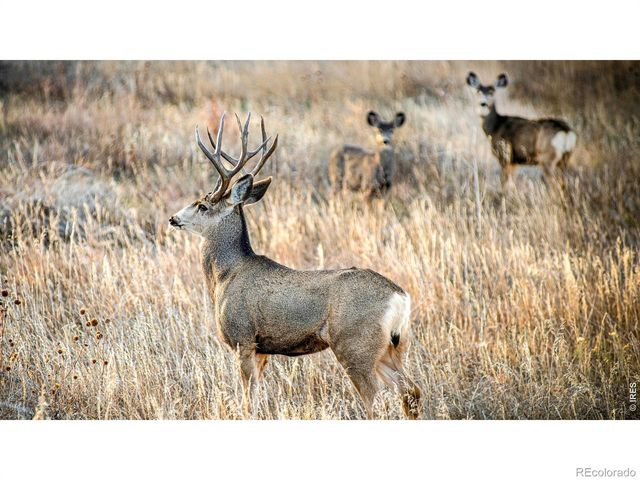 3513 N County Road 89, Red Feather Lakes, CO 80545