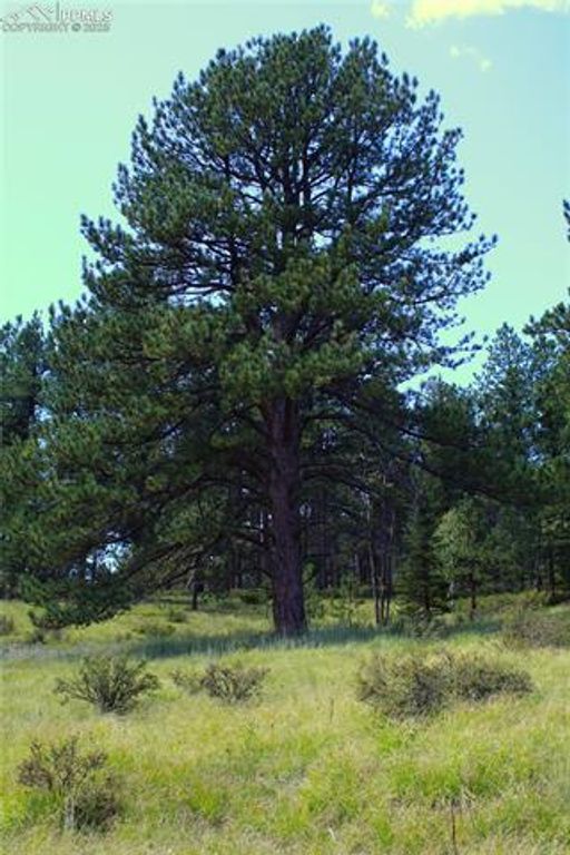 6500 County Road 5, Divide, CO 80814 — photo 2