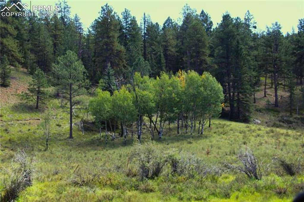 6500 County Road 5, Divide, CO 80814 — photo 3