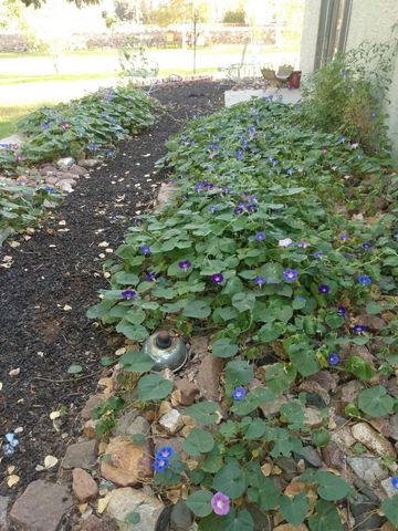 1 Cielo Dorado Drive, Anthony, NM 88021