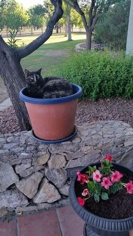 1 Cielo Dorado Drive, Anthony, NM 88021