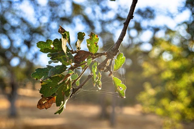 15250 Lanford Pacheco Rd, Valley Springs, CA 95252