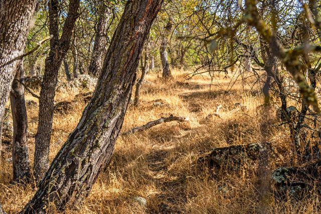 15250 Lanford Pacheco Rd, Valley Springs, CA 95252