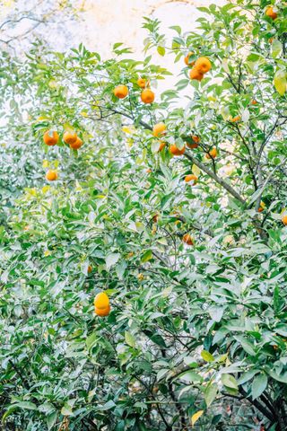 7530 Rasmussen Rd, Loomis, CA 95650