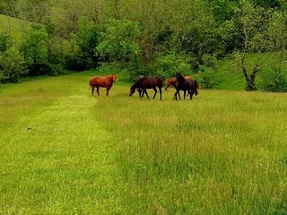 161 Central Pike, Harrodsburg, KY 40330