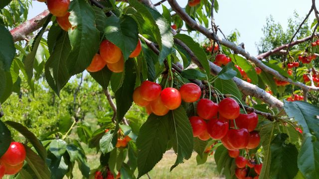 3376 C Road, Palisade, CO 81526