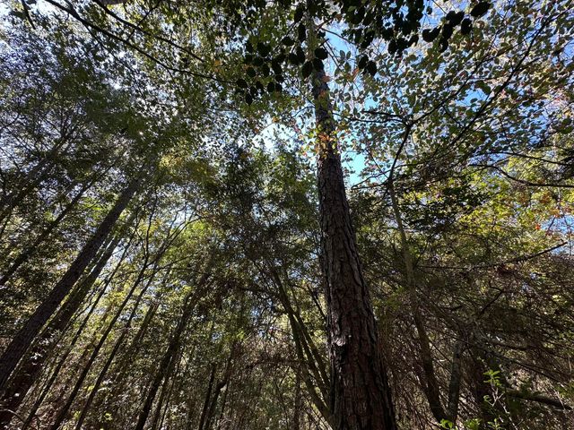 191.95 Ac US Highway 90 Highway, Crestview, FL 32539