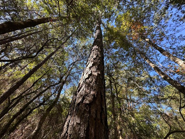 191.95 Ac US Highway 90 Highway, Crestview, FL 32539