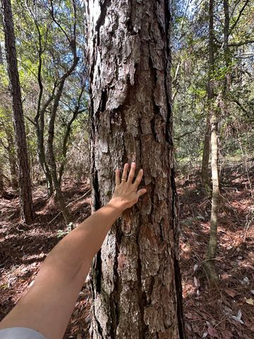 191.95 Ac US Highway 90 Highway, Crestview, FL 32539