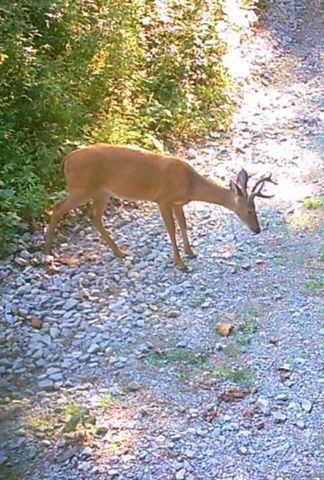 51 Turkeytown Rd, Hilham, TN 38568