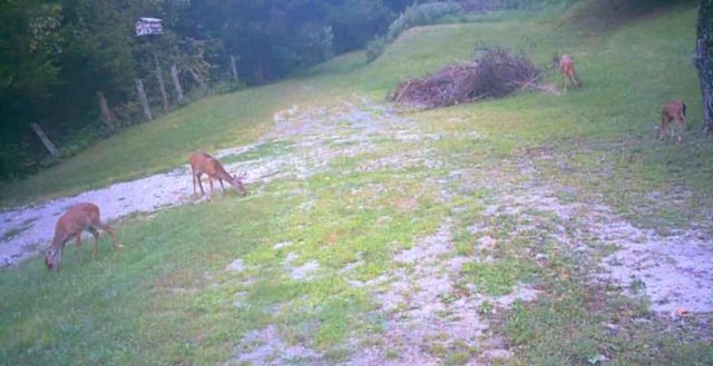 51 Turkeytown Rd, Hilham, TN 38568