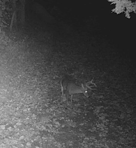 51 Turkeytown Rd, Hilham, TN 38568