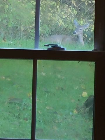 51 Turkeytown Rd, Hilham, TN 38568