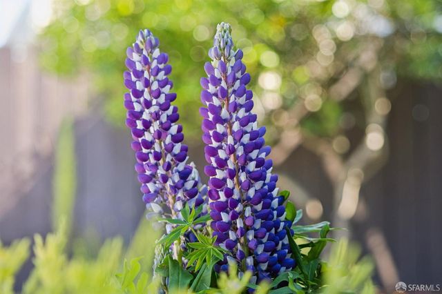 433 Excelsior Avenue, San Francisco, CA 94112