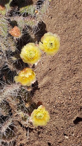 Stevenson, San Luis, CO 81152