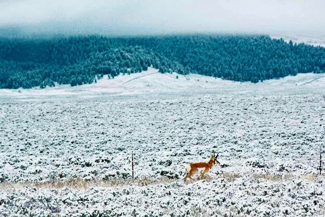 1624 Steel Creek Road, Wisdom, MT 59761