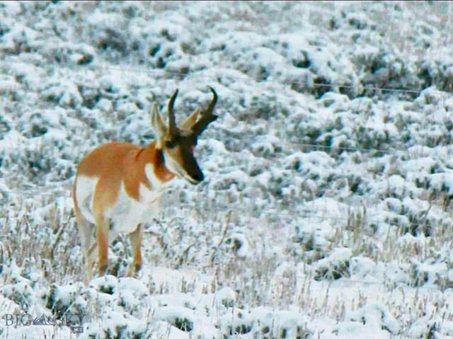 1624 Steel Creek Road, Wisdom, MT 59761