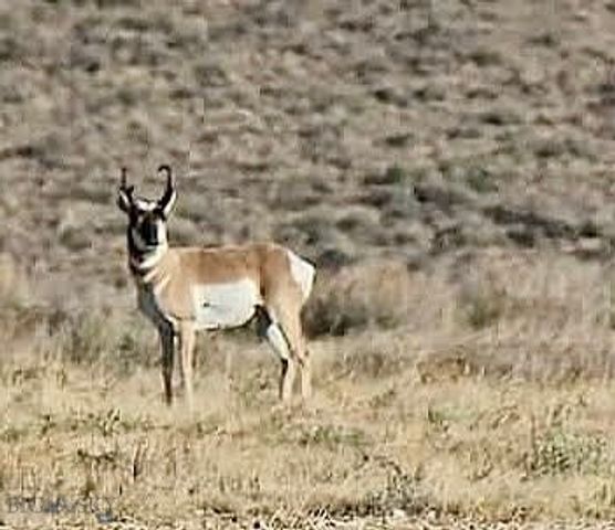 1624 Steel Creek Road, Wisdom, MT 59761