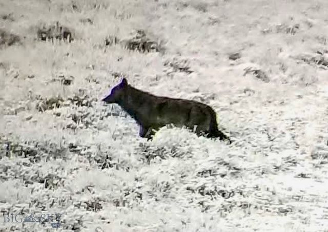 1624 Steel Creek Road, Wisdom, MT 59761