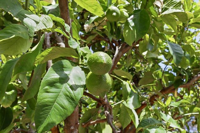 408 Green Hills Drive, Millbrae, CA 94030