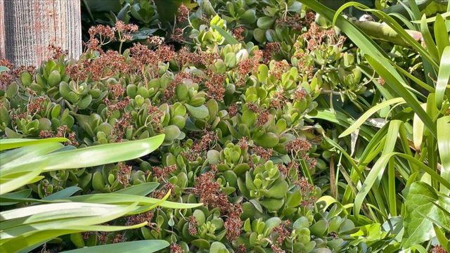 408 Green Hills Drive, Millbrae, CA 94030