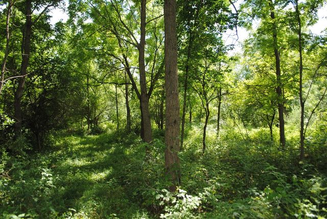 3199 Luna Drive, Dexter, MI 48130