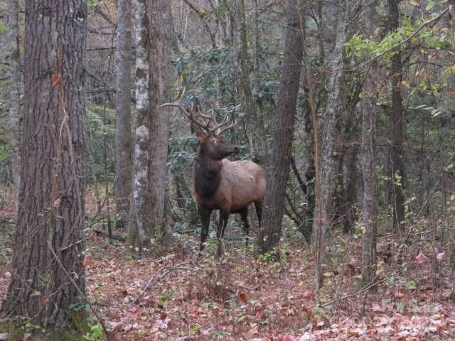 860 Pless Underwood Road, Maggie Valley, NC 28751