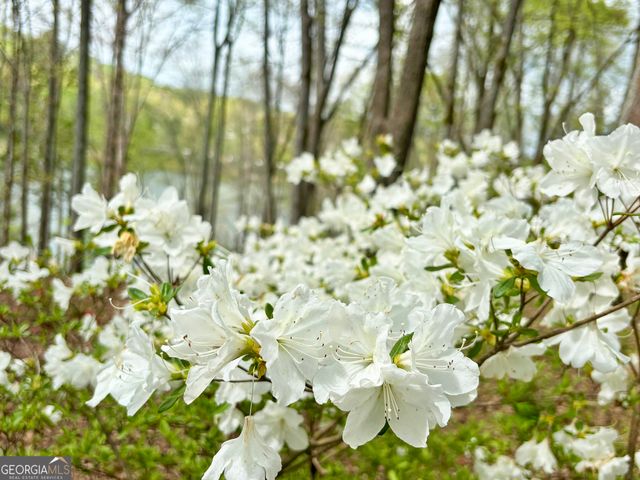 LOT 5 Walnut Rd, Blairsville, GA 30512