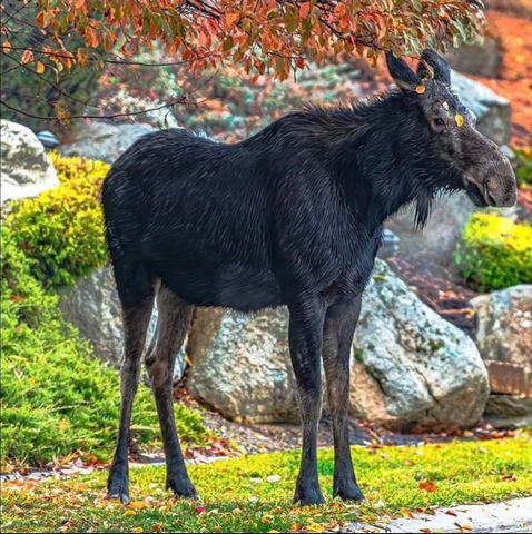 5060 S Hillcrest Ln, Veradale, WA 99037