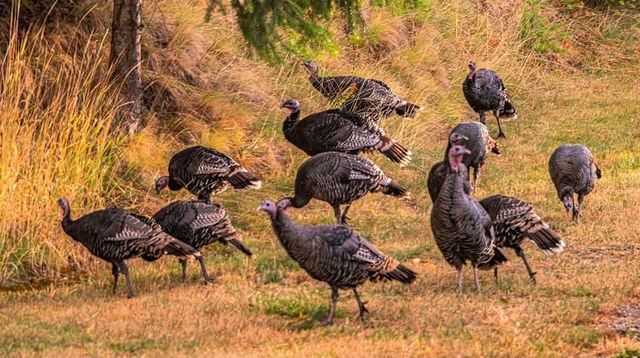 5060 S Hillcrest Ln, Veradale, WA 99037