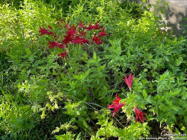 514 E Hackberry, Fredericksburg, TX 78624