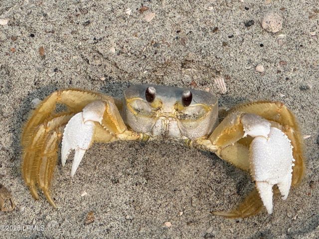 2017 Lafayette Street, Beaufort, SC 29902