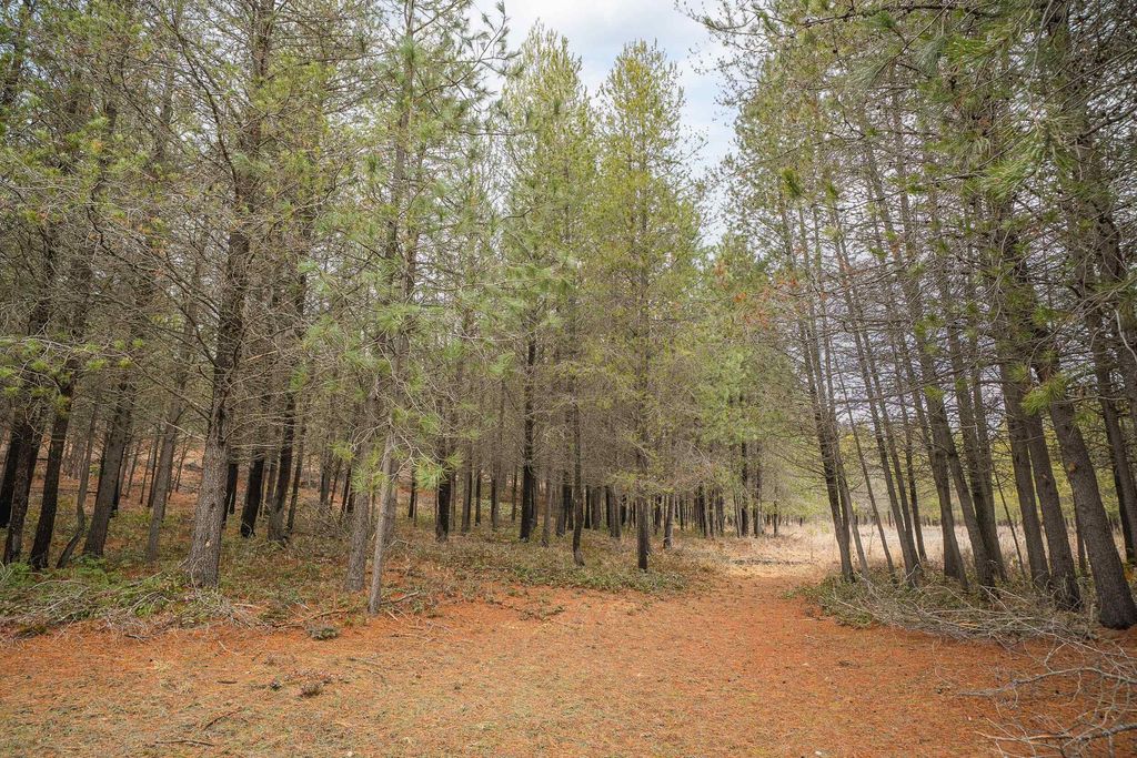 21615 N Green Pine Ln, Colbert, WA 99005 photo 50