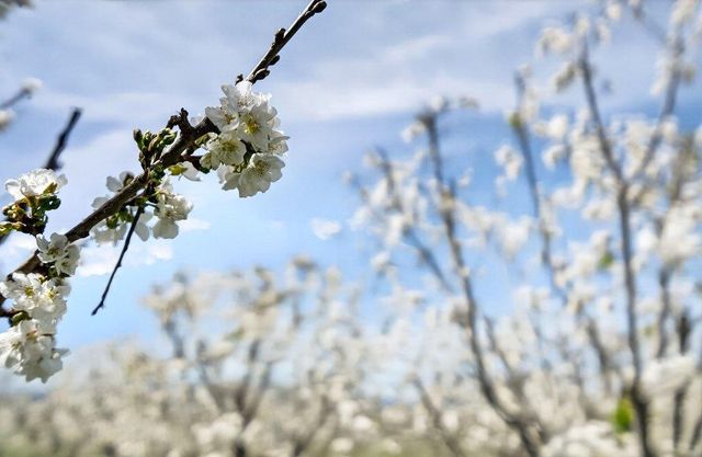 3465 Susie Lane, Gilroy, CA 95020