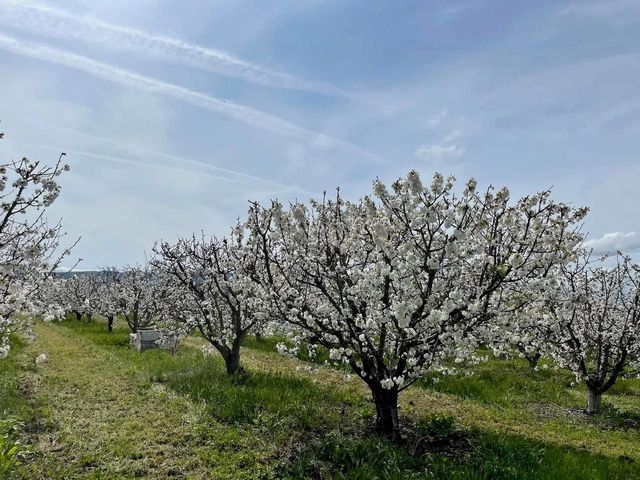 3465 Susie Lane, Gilroy, CA 95020