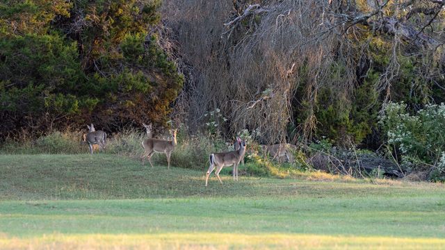 2496 Fm-182, Clifton, TX 76634
